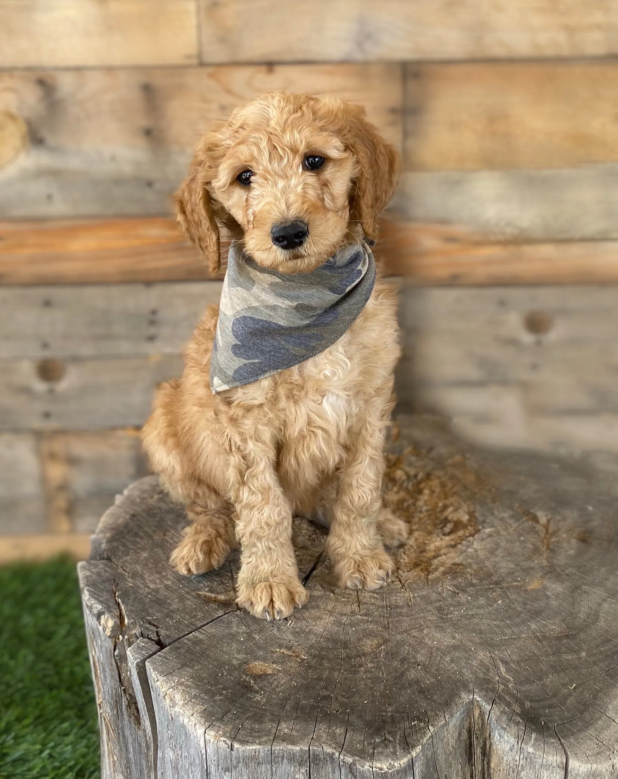 Camouflage scARF