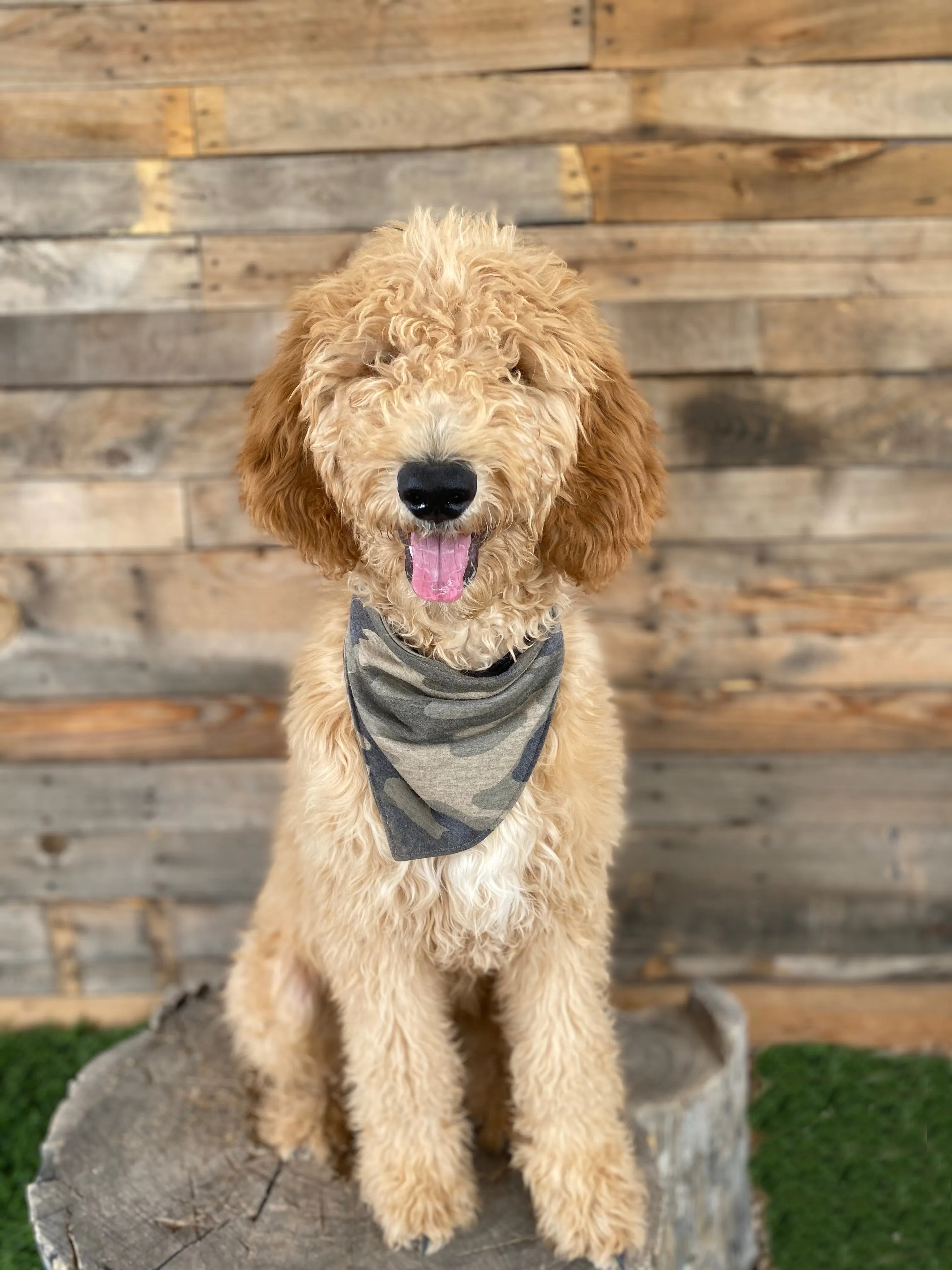 Camouflage scARF