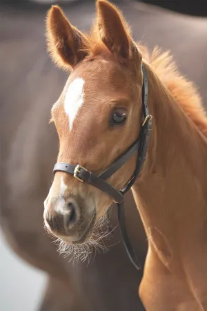 Shires Blenheim Leather Foal Slip