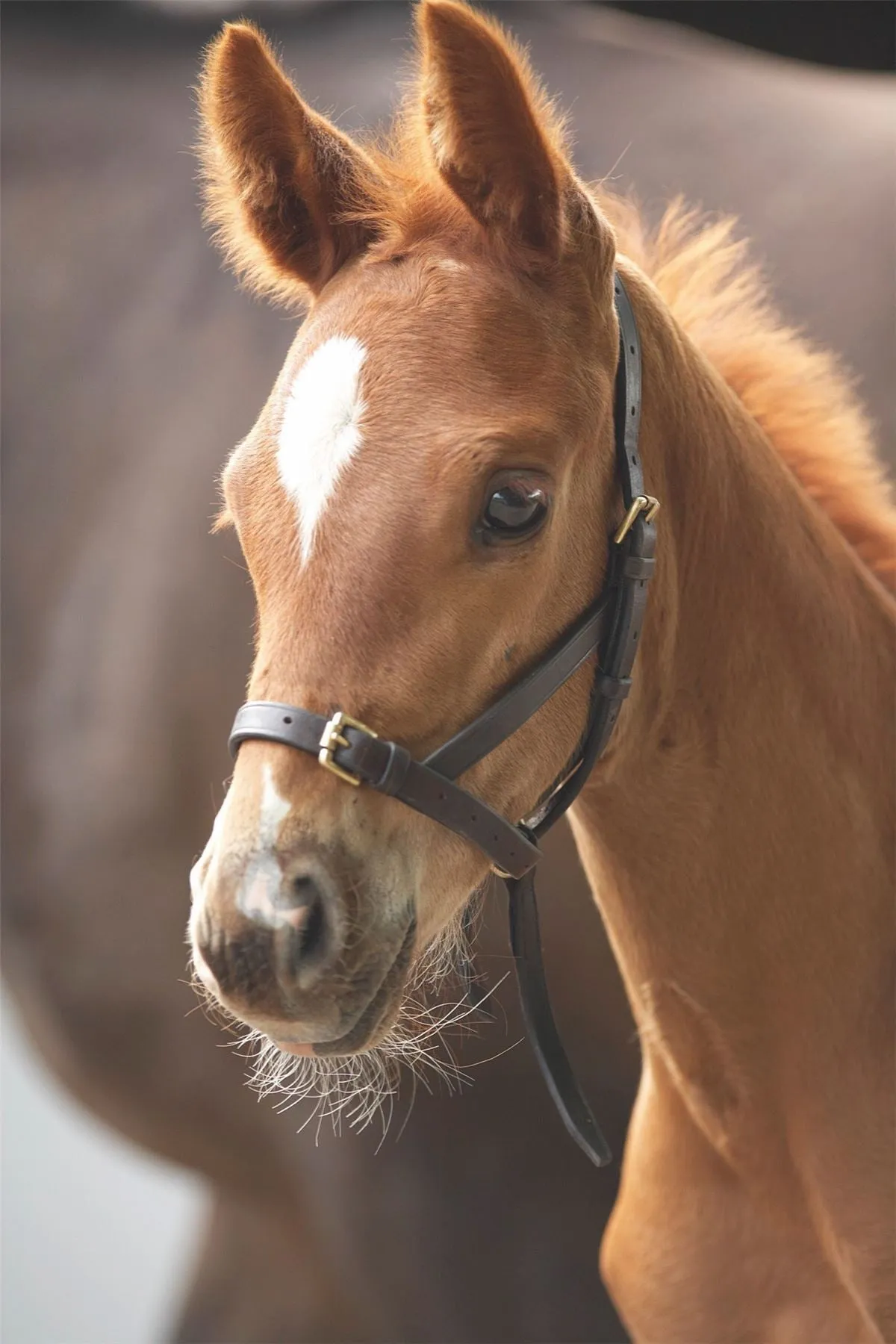 Shires Blenheim Leather Foal Slip