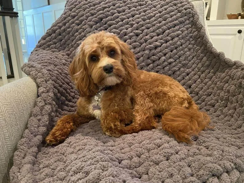 Slate Furbaby Cozy Throw